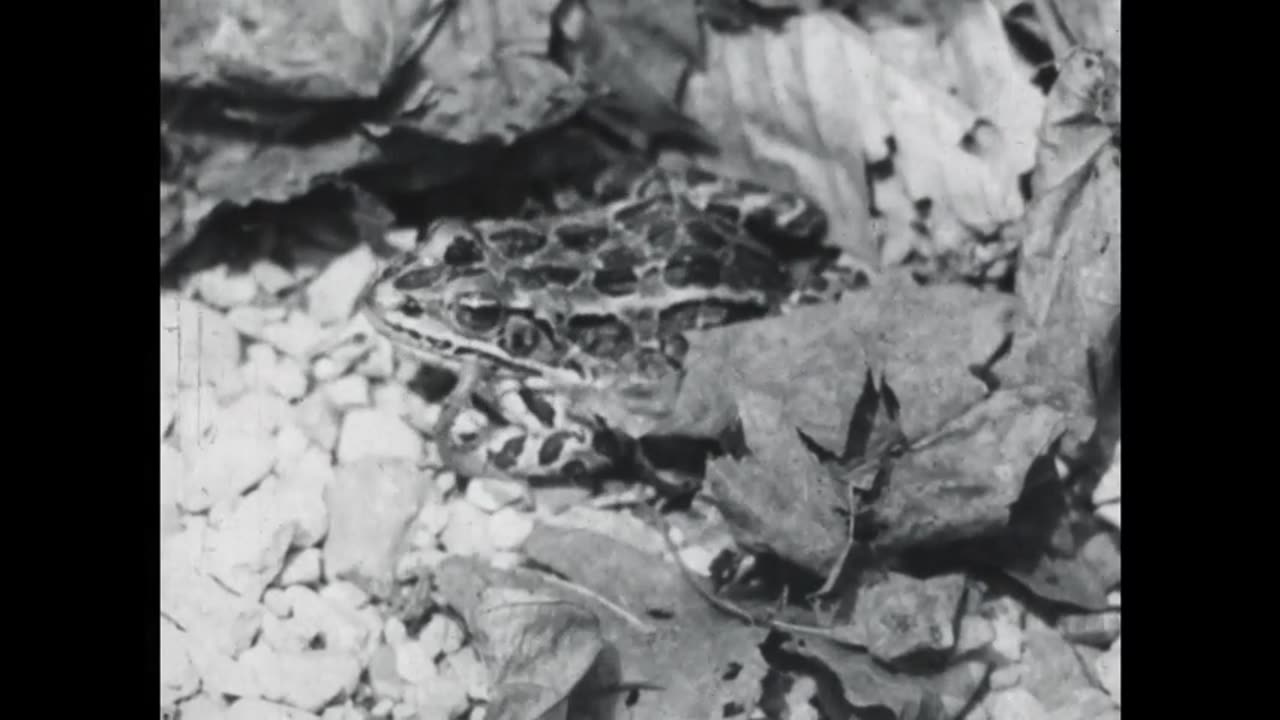 Birds of Chicago: Least Bittern & Grass Frog – A Black-and-White Wildlife Film