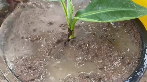 How to grafting banana with watermelon easy