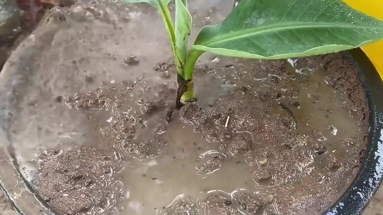 How to grafting banana with watermelon easy