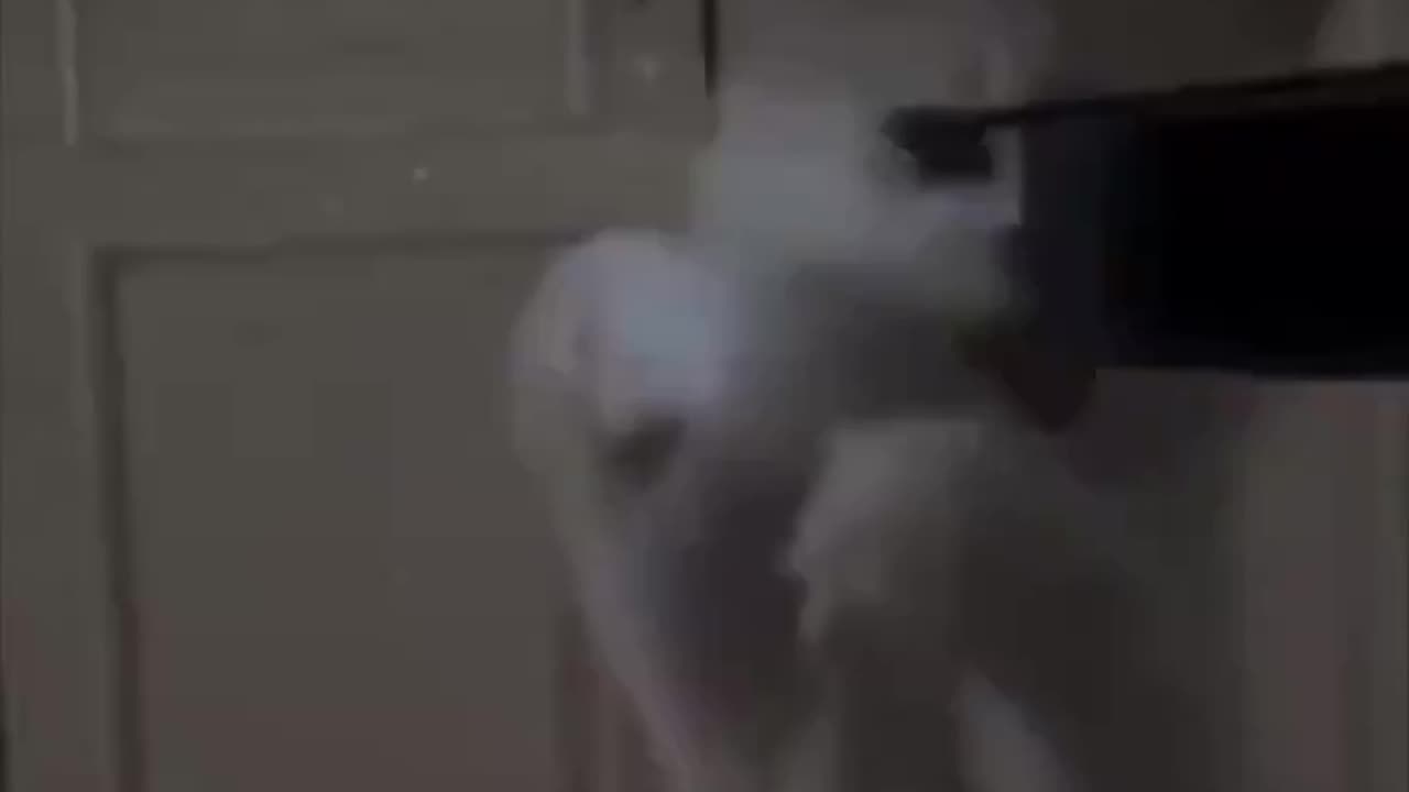 Kitten trying to catch the light.. 😅