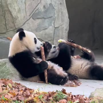 Funny video of two pandas eating each other's food video 2025 skc.com 72