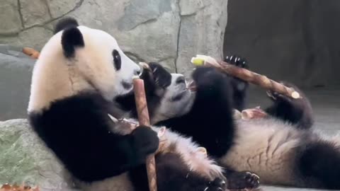 Funny video of two pandas eating each other's food video 2025 skc.com 72