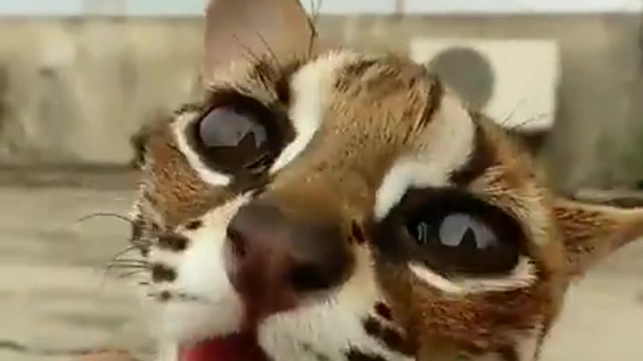 Cute When Small