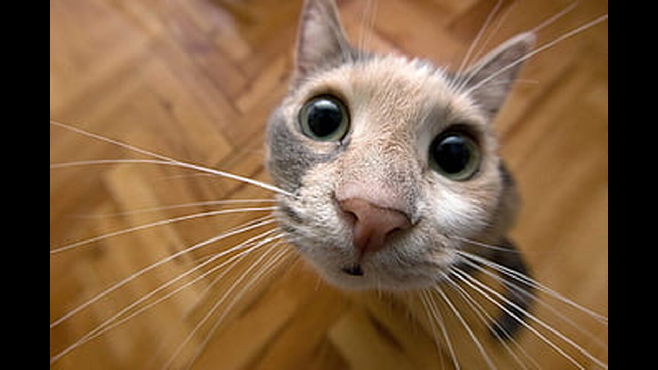Funny and Cute Cats Collection - Part 4