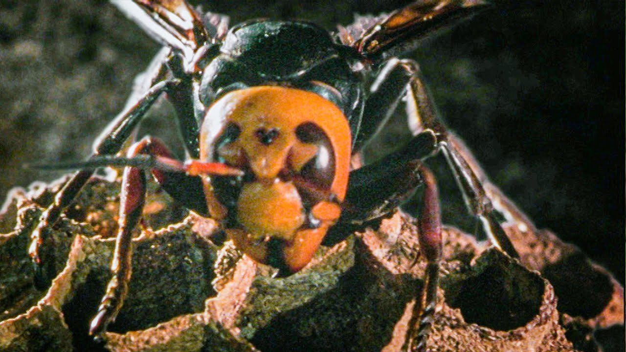 The Hornet Queen Builds Her Empire