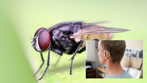 The Fly's Hearing