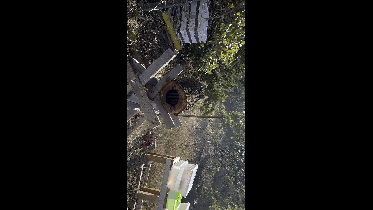 Cutting ‘roof’ off tree hive to transfer comb into hive pt 2