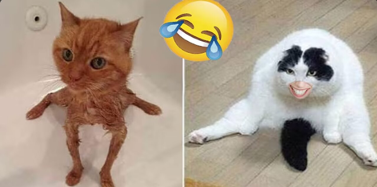 You Won’t Believe What This Cat Did to the Dog! HILARIOUS!