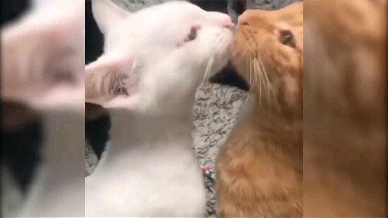 Hey one in a Million love cat😻💖🐶supercat Heartwarming romantic Moments