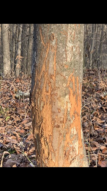 Nice Buck in West Virginia