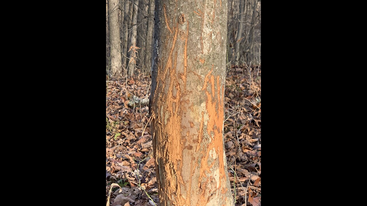 Nice Buck in West Virginia