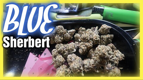 JK Distro’s Blue Sherbert THCA Flower Review 🚀 | Is This the Ultimate Chill Strain? 🌿✨