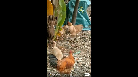 FunnyAnimal - Hen taking revenge of her bullied babies