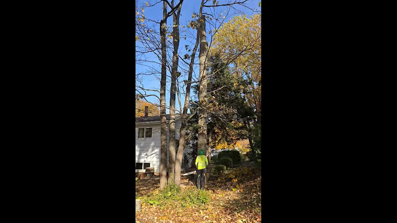 Another Oak stem flopping