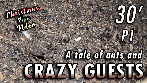 BONUS VIDEO! 🎄🎅🏻 | Ants giving a lesson of coexistence in peace - 30' 1