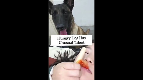 Hungry Dog Displays Extraordinary Eating Athleticism #dogs #funny