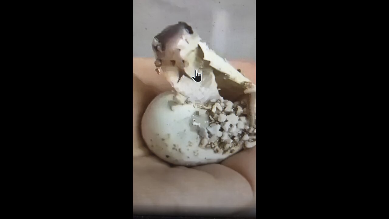 Amazing birth of a King cobra