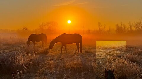 Trailer Horsefreedom by ZuelleBlues