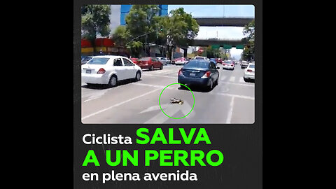 Una ciclista arriesga su vida para salvar a un perro