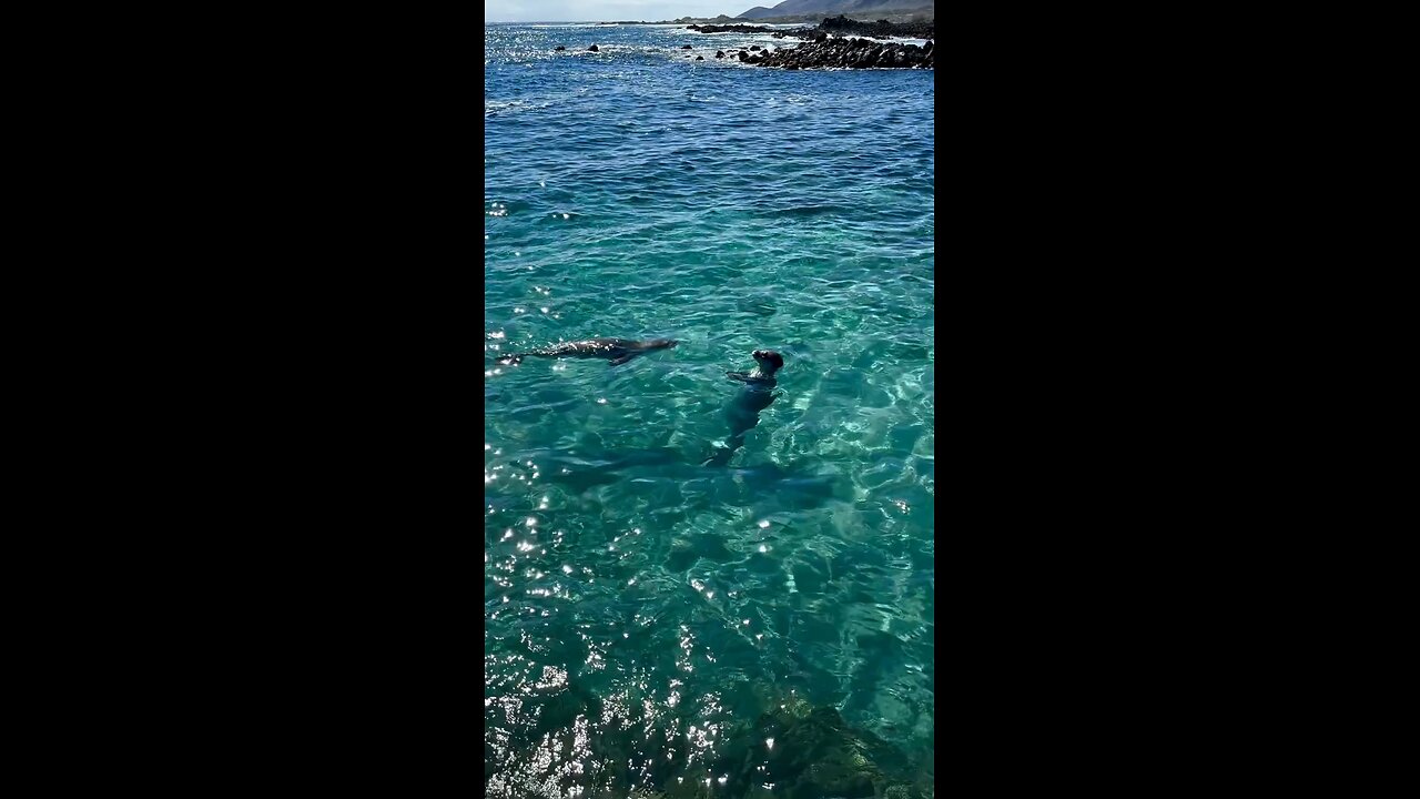 Hawaiian monk seals