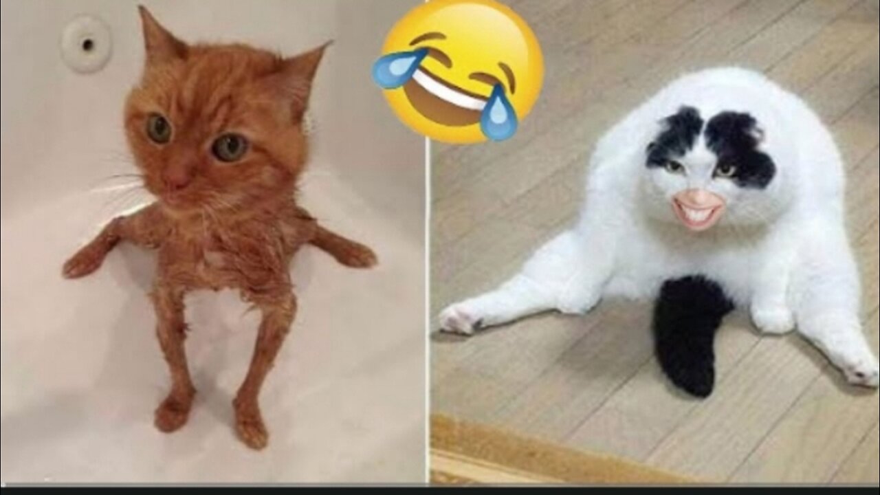 Funny animal videos 2025 - Funny cats/dogs - Funny animals - Part5/Haypyy Pett