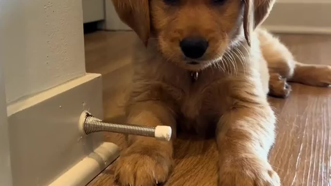 Best funny puppy moments