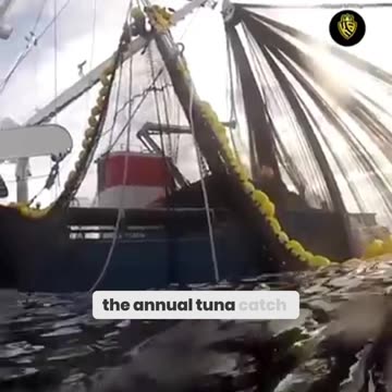 The Tuna Titan: The World’s Largest Fishing Vessel in Action!