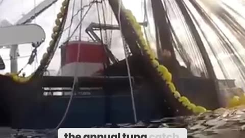 The Tuna Titan: The World’s Largest Fishing Vessel in Action!