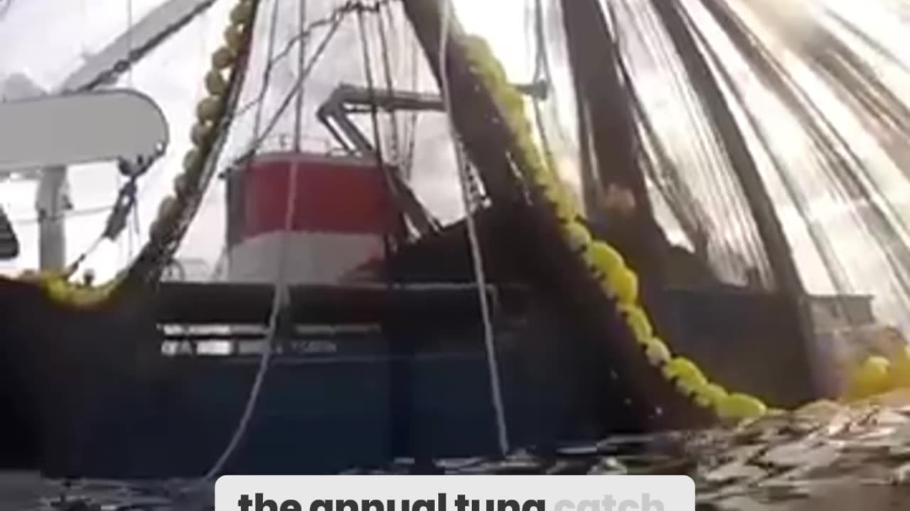 The Tuna Titan: The World’s Largest Fishing Vessel in Action!