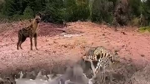 The hyena watched the crocodile attack the