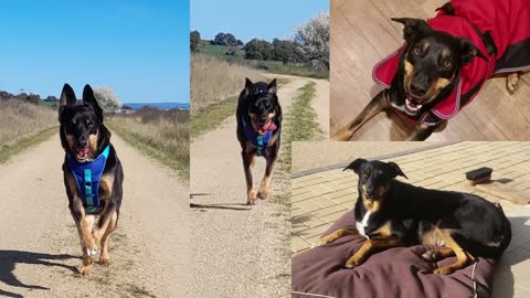 #12. Banjo has crossed the Rainbow Bridge.