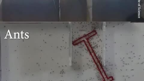 Ants versus humans experiment