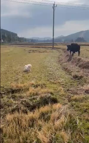 beffwoo and dog acvity