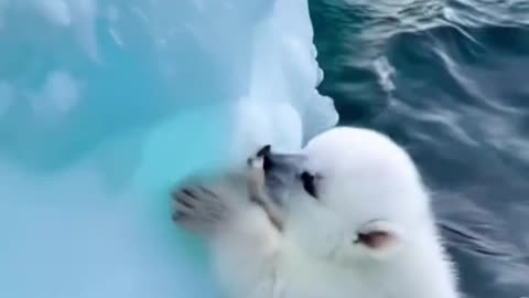 Saving wildlife ❤️