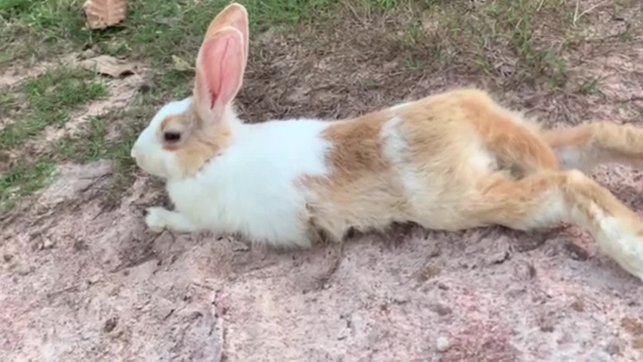 #Rabbit breeding #Pet rabbit care