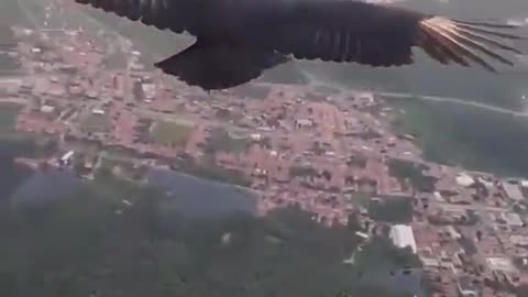 A Paraglider and Black Vulture chilling