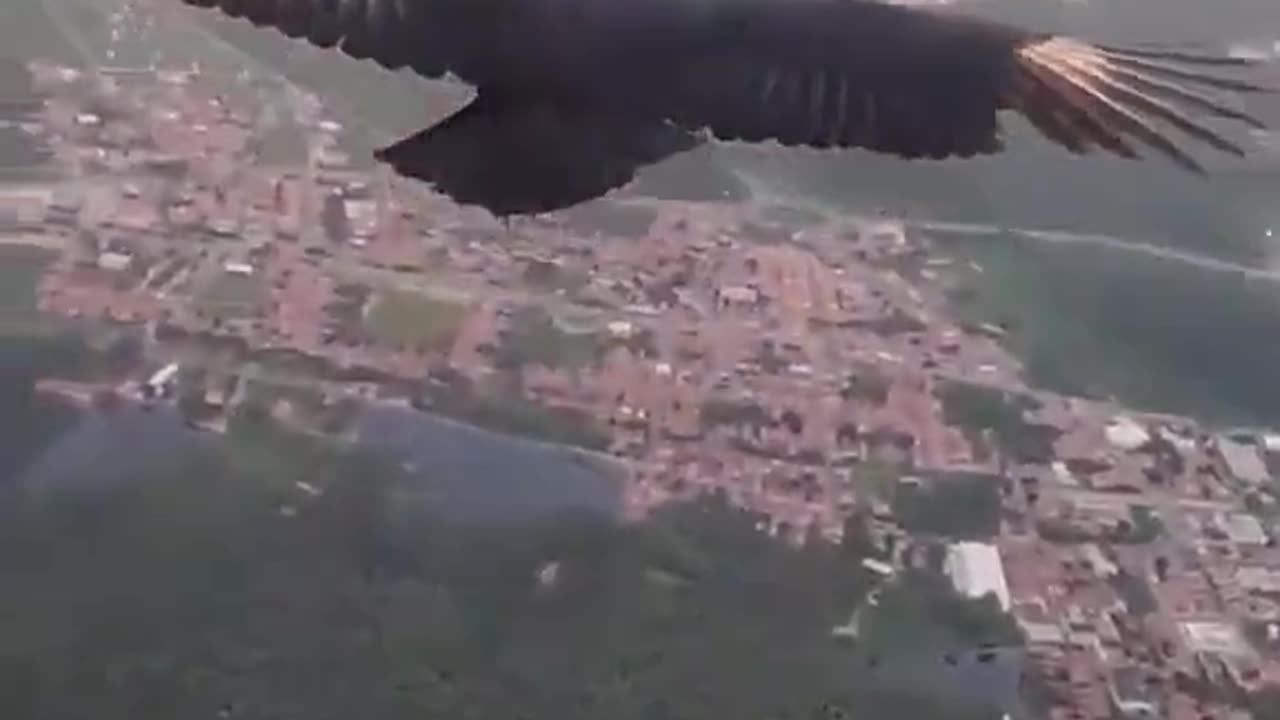 A Paraglider and Black Vulture chilling