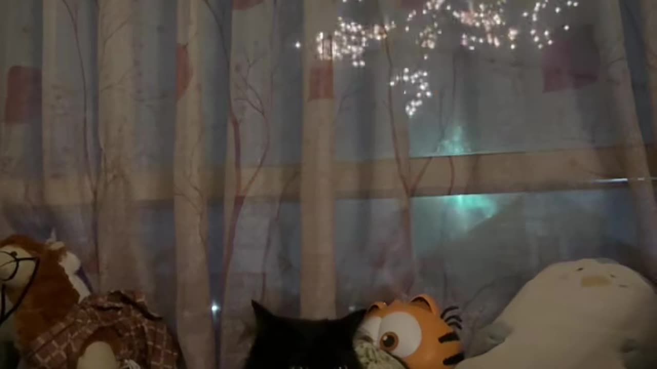 Cat Chills Wide-Eyed During New Year's Eve Fireworks