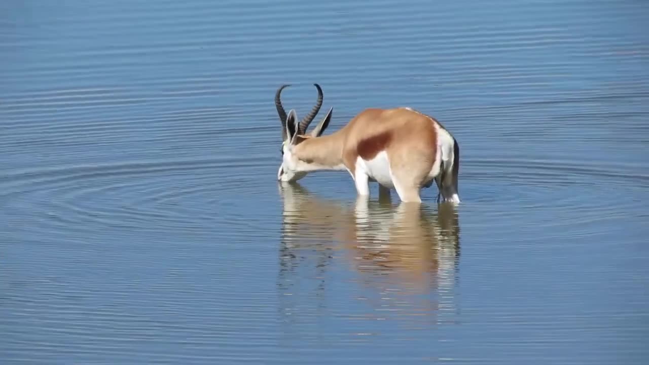 Animal & Water