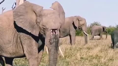 A large hole on the elephant's nose.