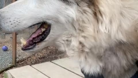 What big teeth you have. Meet Zeus our 6 soon to be 7 year old gray wolf dog ambassador. Love him