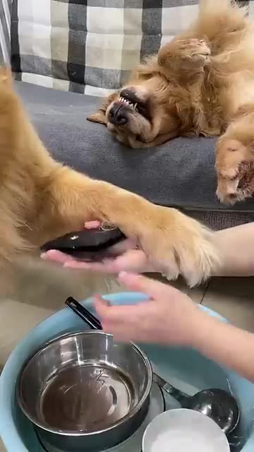 Smart Dog`s Deal 🤣🤣🤣