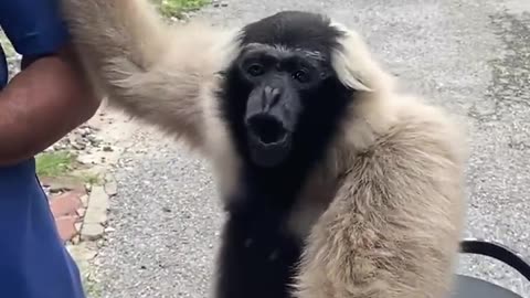 Weird sounds of different monkeys