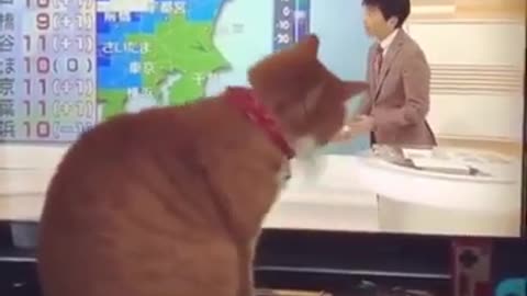 cute funny cat