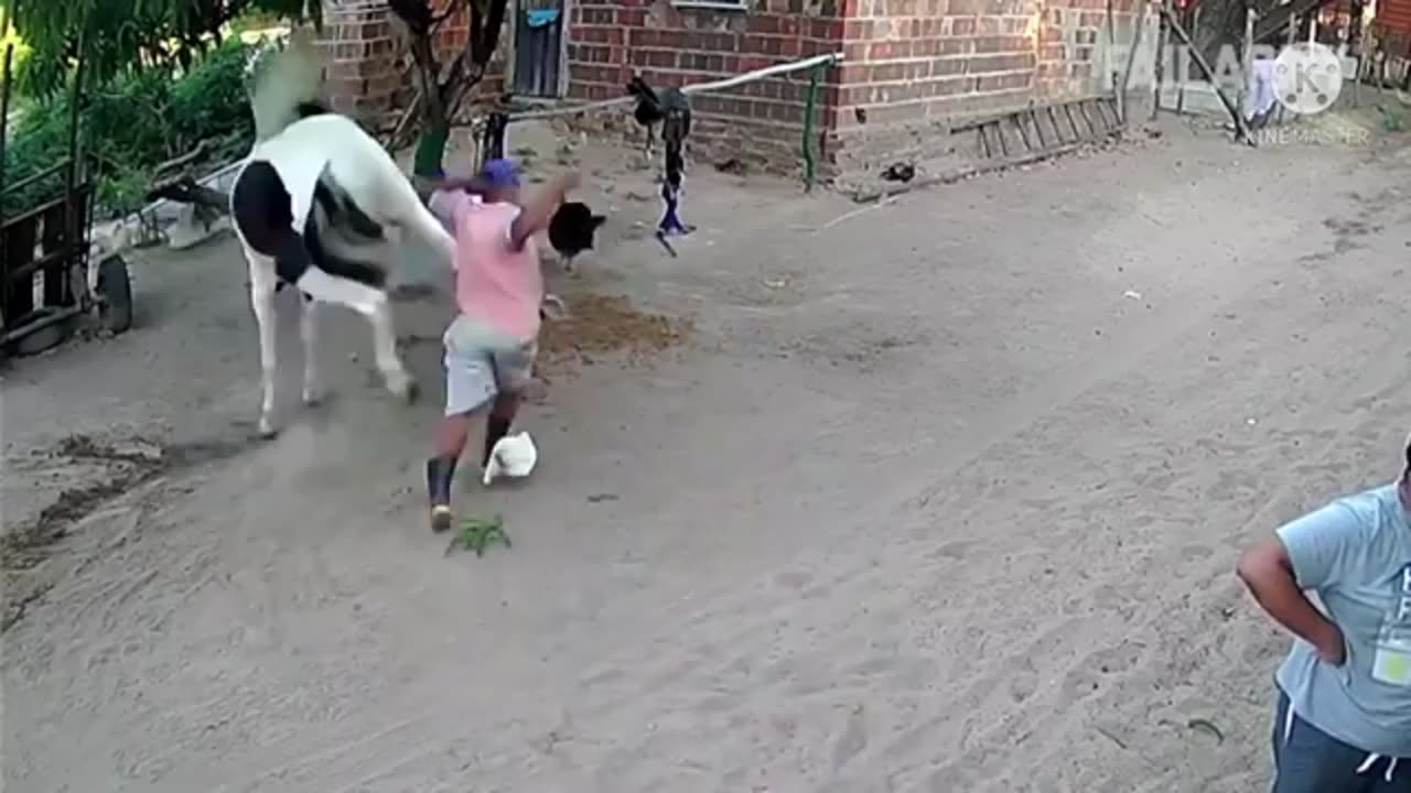 😂funny animal videos 2022 🤣 funniest elephant and horse videos😅😂 .
