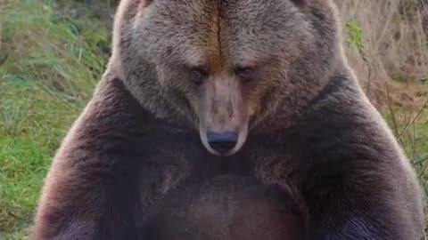 Stupid Looking Bear