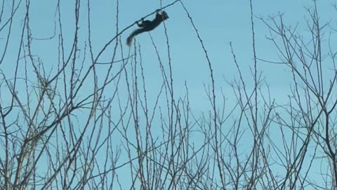 Thin Branch Bends Under Squirrel's Weight