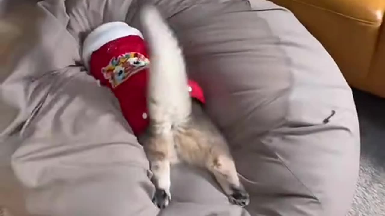 Funny cat