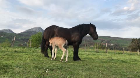 Black Catalan Pyrenean Horse and Foal in Spain