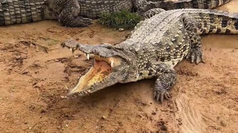 Encountered a stubborn crocodile